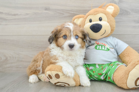 Mini Aussiedoodle Puppy for Adoption