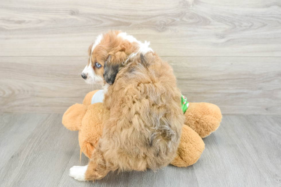 Hypoallergenic Aussiepoo Poodle Mix Puppy