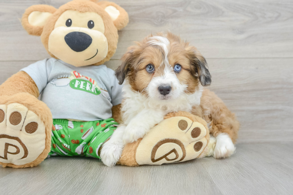 Fluffy Mini Aussiedoodle Poodle Mix Pup