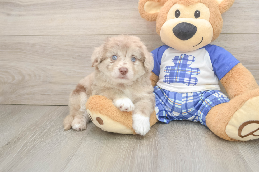 Sweet Mini Aussiedoodle Baby