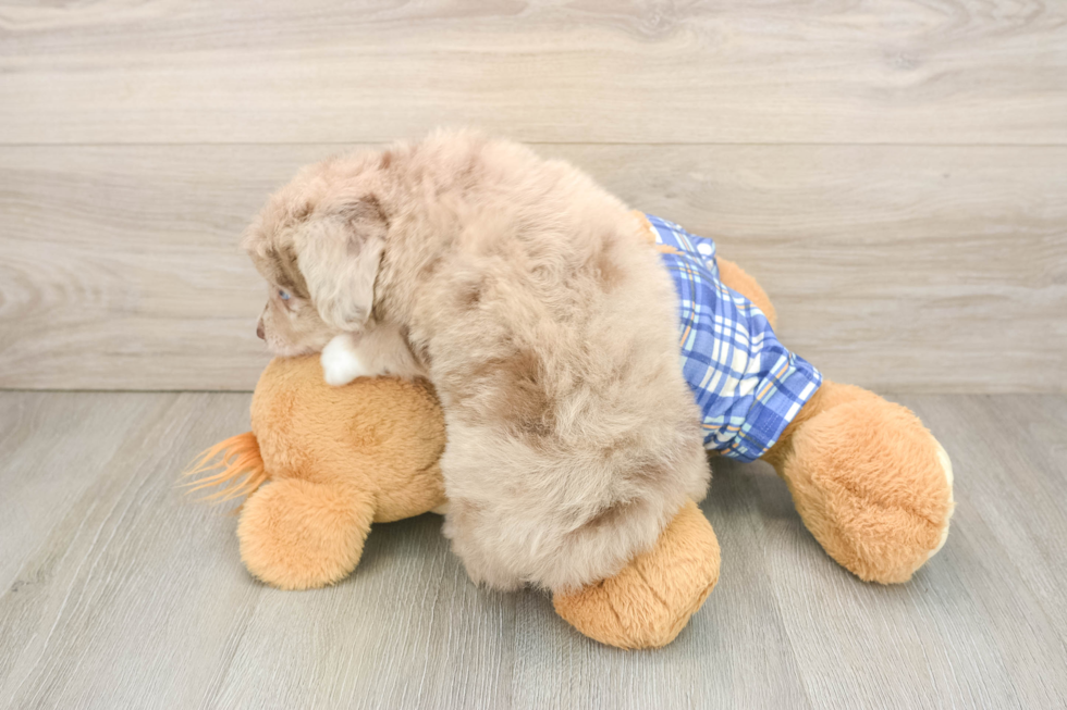 Hypoallergenic Aussiepoo Poodle Mix Puppy