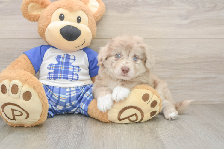 Adorable Mini Australian Shepherd X Poodle Mix Poodle Mix Puppy