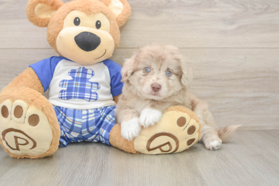 Adorable Mini Australian Shepherd X Poodle Mix Poodle Mix Puppy