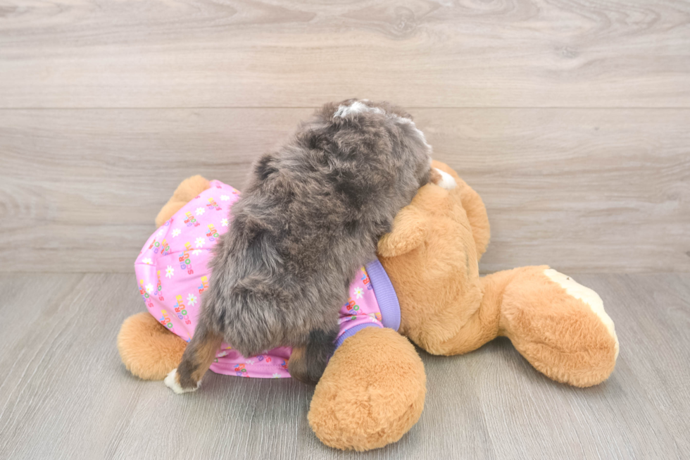 Smart Mini Aussiedoodle Poodle Mix Pup