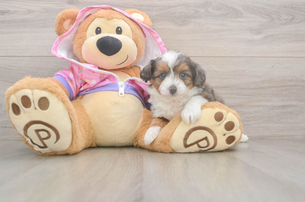 5 week old Mini Aussiedoodle Puppy For Sale - Premier Pups