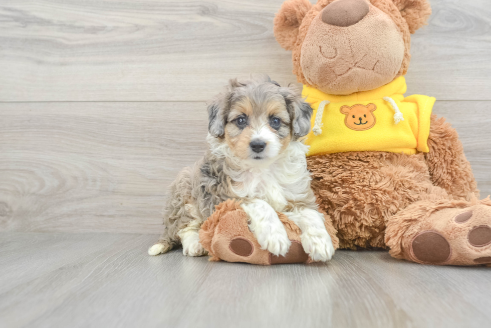 Best Mini Aussiedoodle Baby