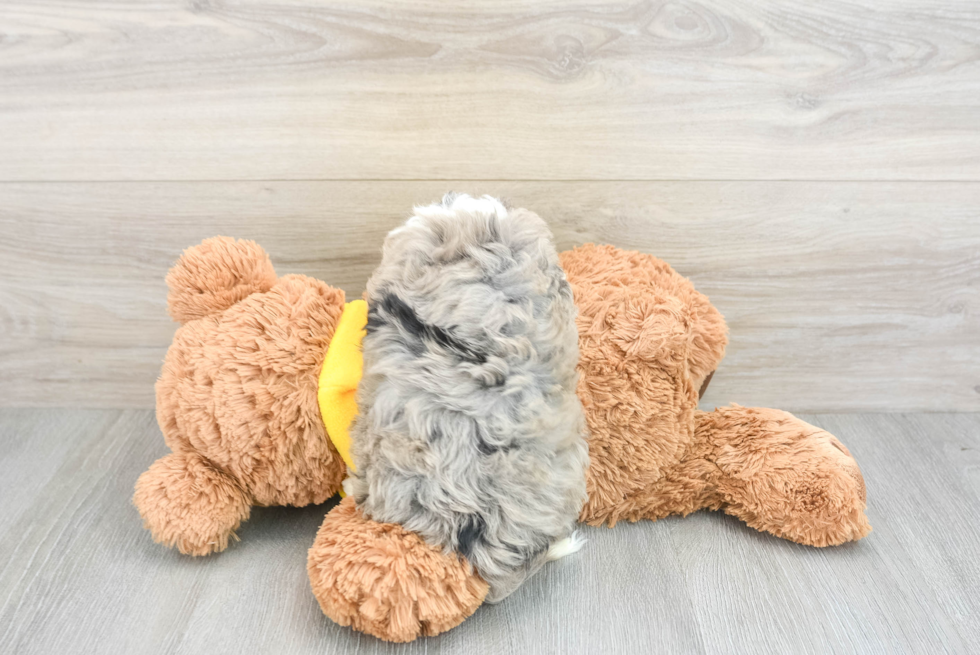 Popular Mini Aussiedoodle Poodle Mix Pup