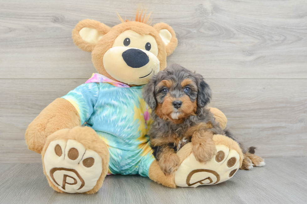 Friendly Mini Aussiedoodle Baby