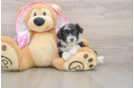 Playful Mini Aussiepoodle Poodle Mix Puppy