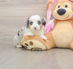 8 week old Mini Aussiedoodle Puppy For Sale - Premier Pups