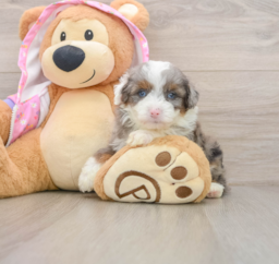 8 week old Mini Aussiedoodle Puppy For Sale - Premier Pups