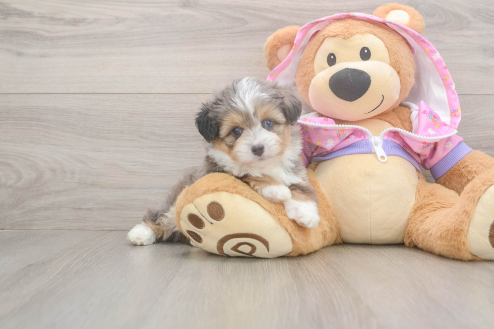 Playful Mini Aussiepoodle Poodle Mix Puppy
