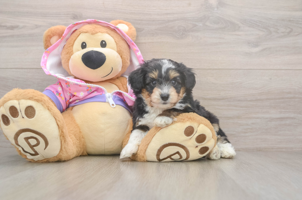 5 week old Mini Aussiedoodle Puppy For Sale - Premier Pups