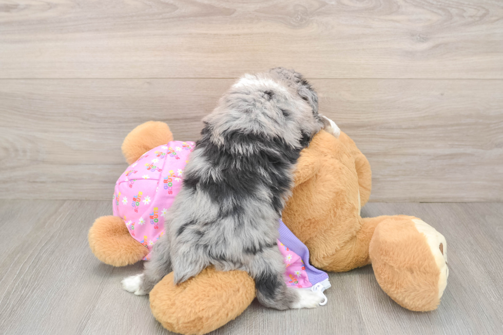 Hypoallergenic Aussiepoo Poodle Mix Puppy