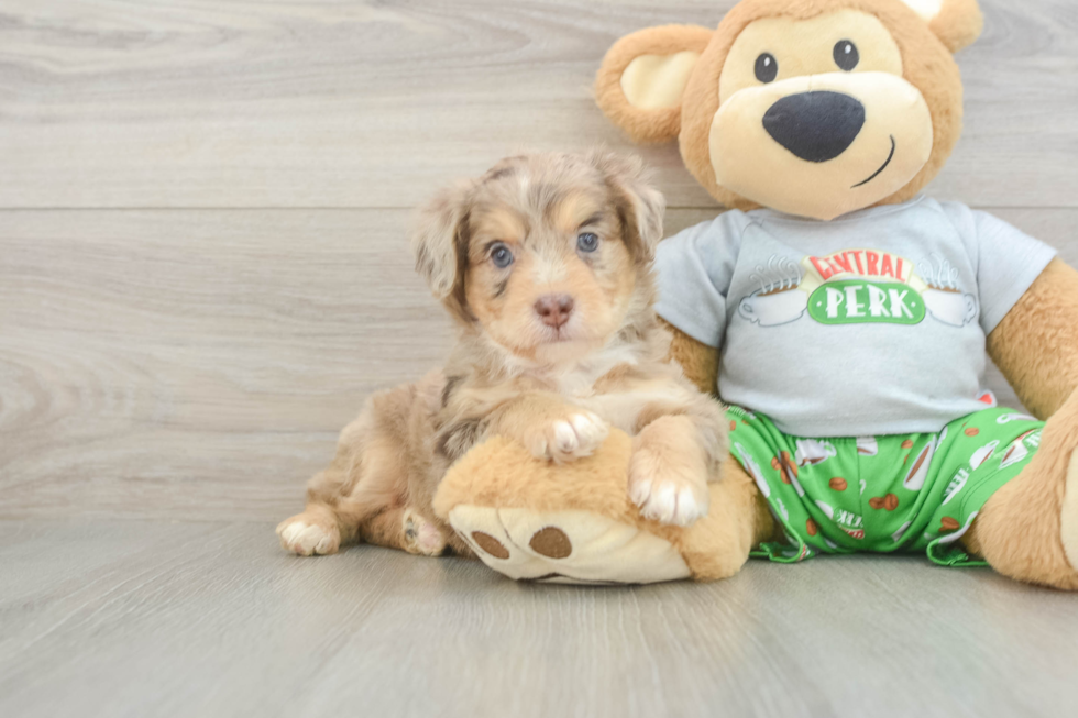 Mini Aussiedoodle Puppy for Adoption