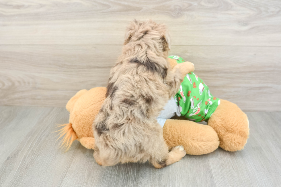 Small Mini Aussiedoodle Baby