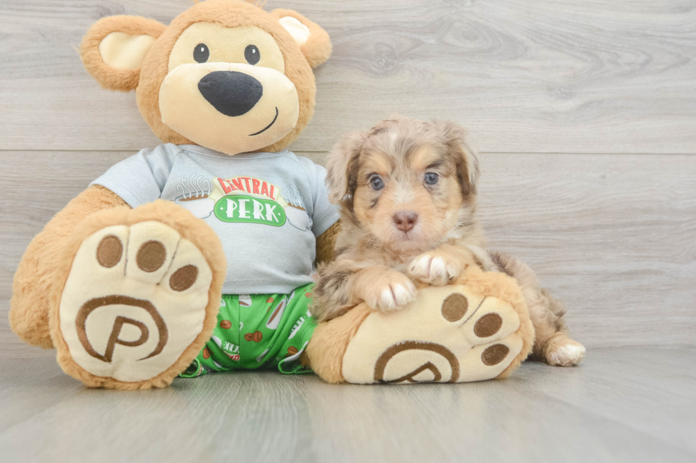 Best Mini Aussiedoodle Baby