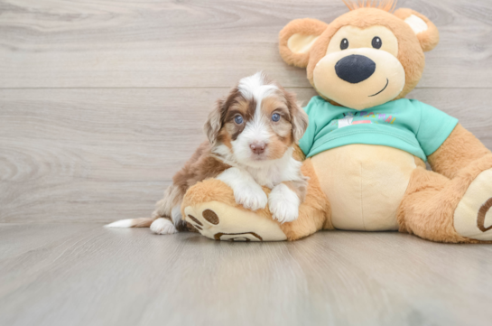 Happy Mini Aussiedoodle Baby