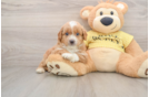 Best Mini Aussiedoodle Baby