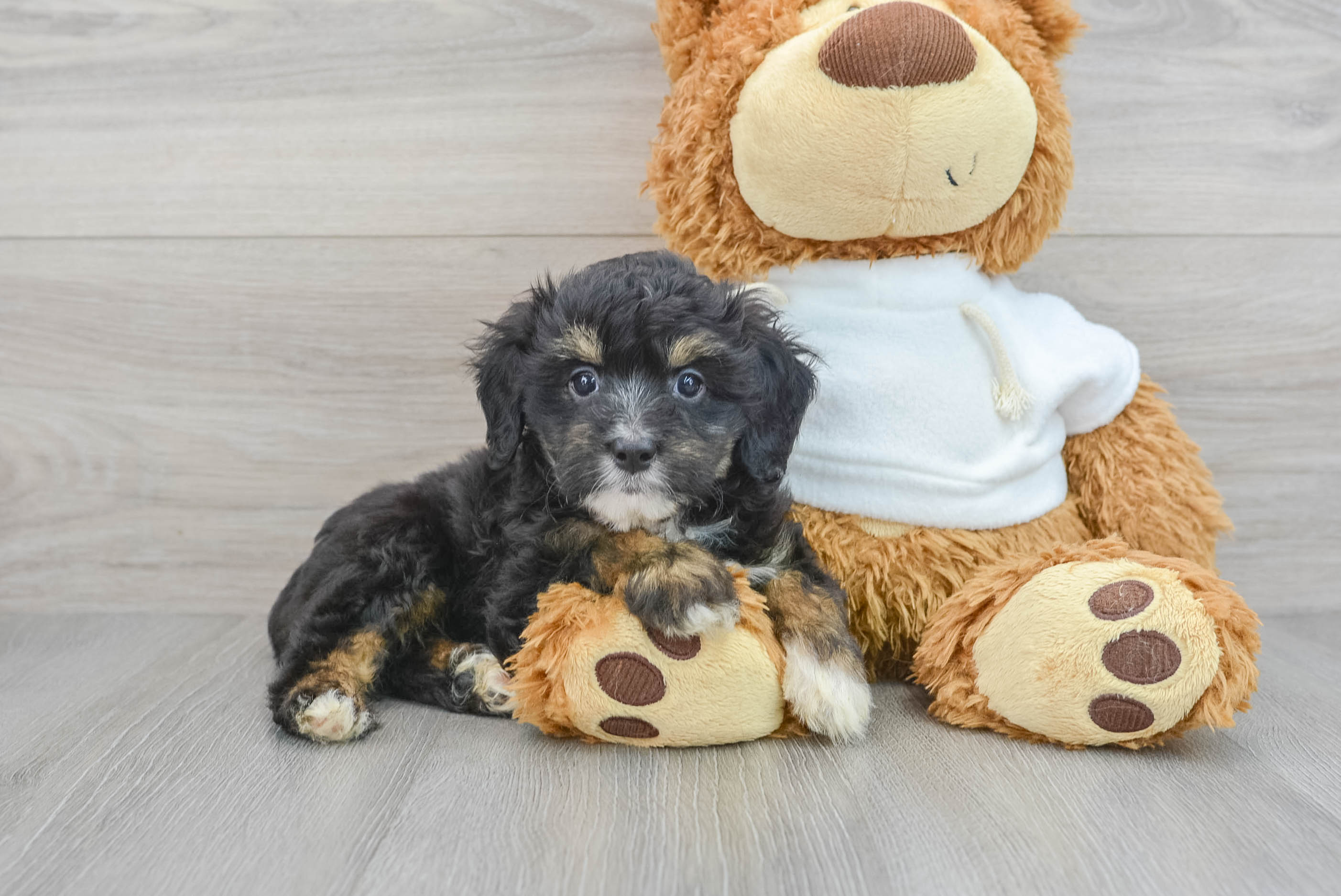 Playful Aussiepoo Poodle Mix Puppy