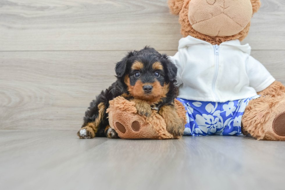 Fluffy Mini Aussiedoodle Poodle Mix Pup