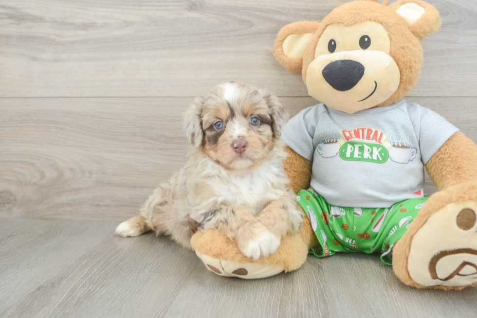 Mini Aussiedoodle Puppy for Adoption