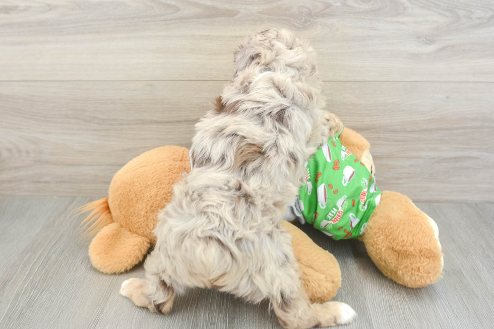 Mini Aussiedoodle Puppy for Adoption