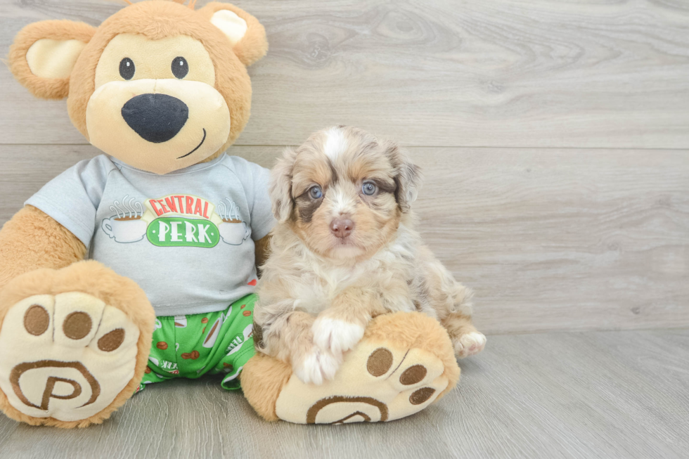 Fluffy Mini Aussiedoodle Poodle Mix Pup