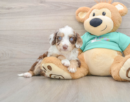 7 week old Mini Aussiedoodle Puppy For Sale - Premier Pups