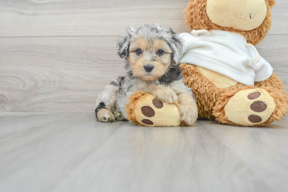 Mini Aussiedoodle Pup Being Cute