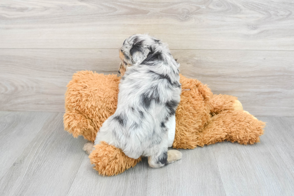 Sweet Mini Aussiedoodle Baby