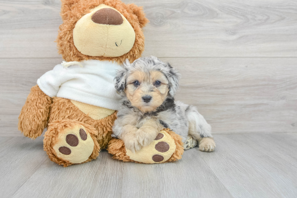 Mini Aussiedoodle Pup Being Cute