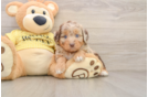 Small Mini Aussiedoodle Baby