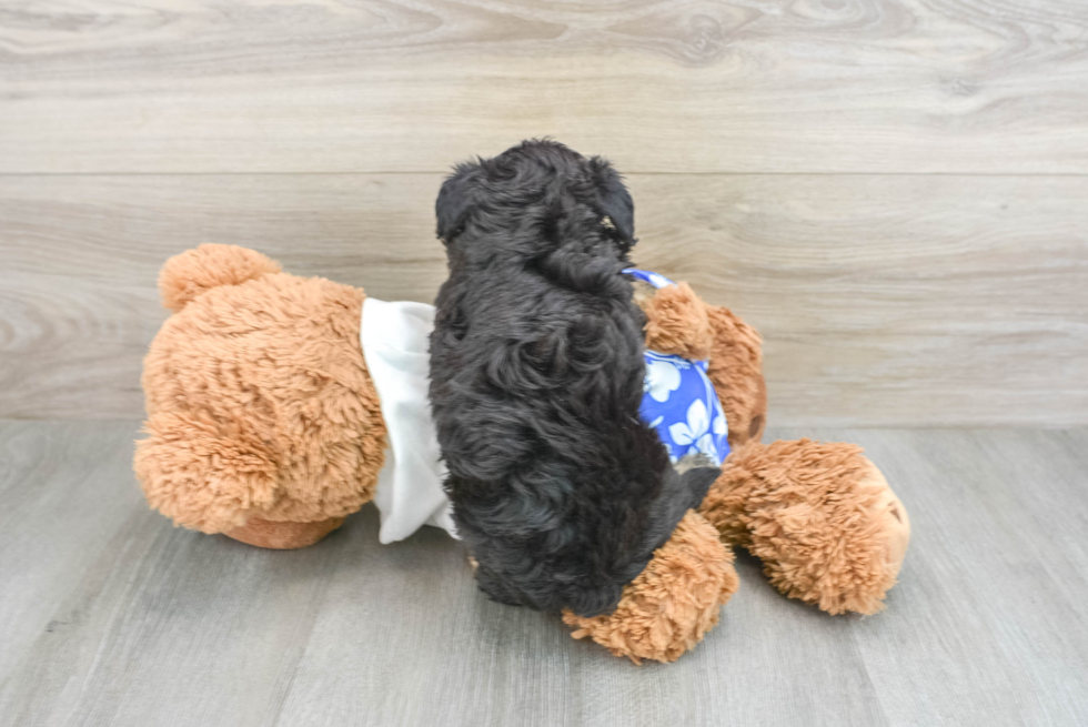 Mini Aussiedoodle Pup Being Cute