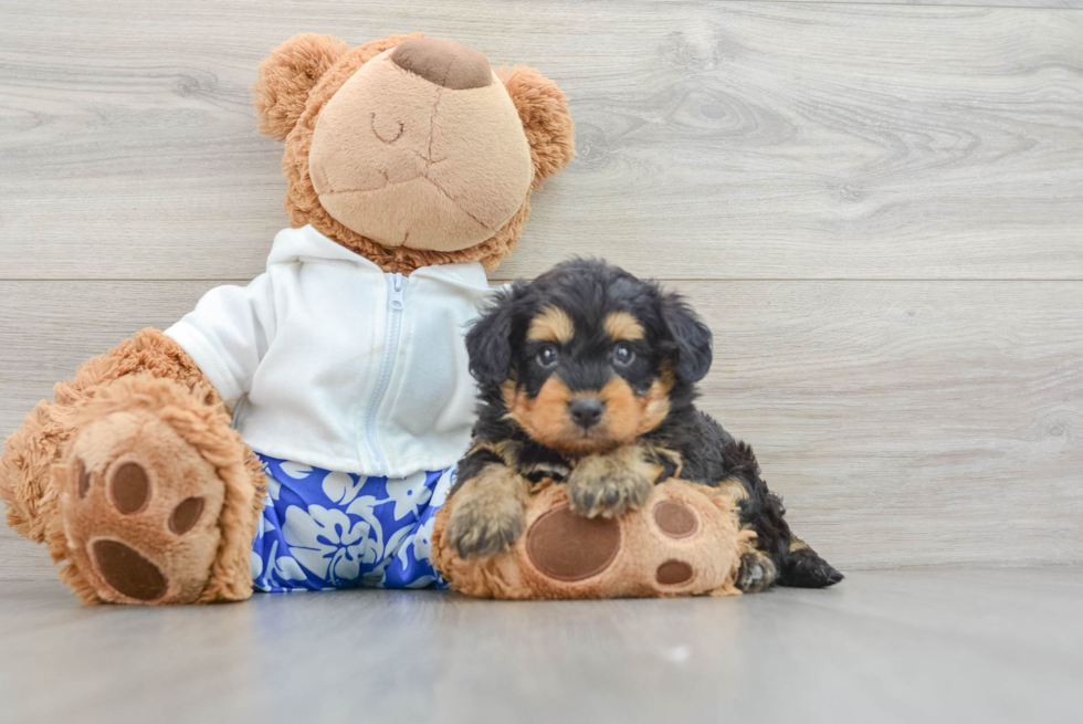 Friendly Mini Aussiedoodle Baby
