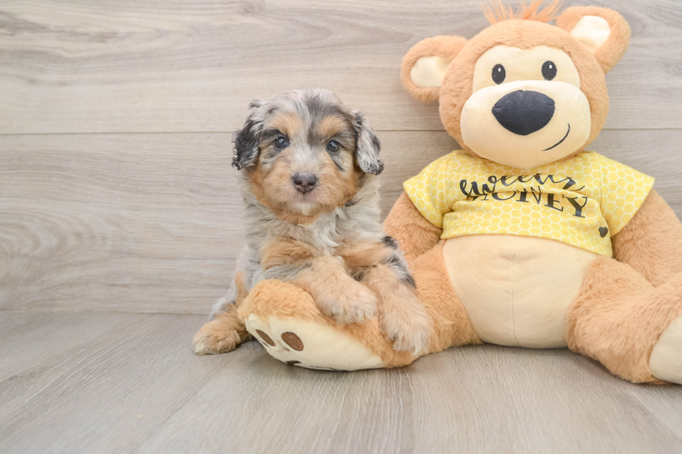 Best Mini Aussiedoodle Baby