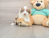 7 week old Mini Aussiedoodle Puppy For Sale - Premier Pups