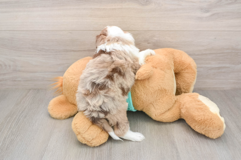 Small Mini Aussiedoodle Baby