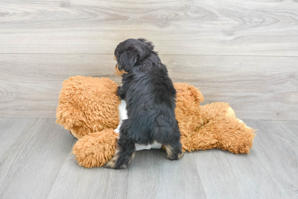 Mini Aussiedoodle Pup Being Cute
