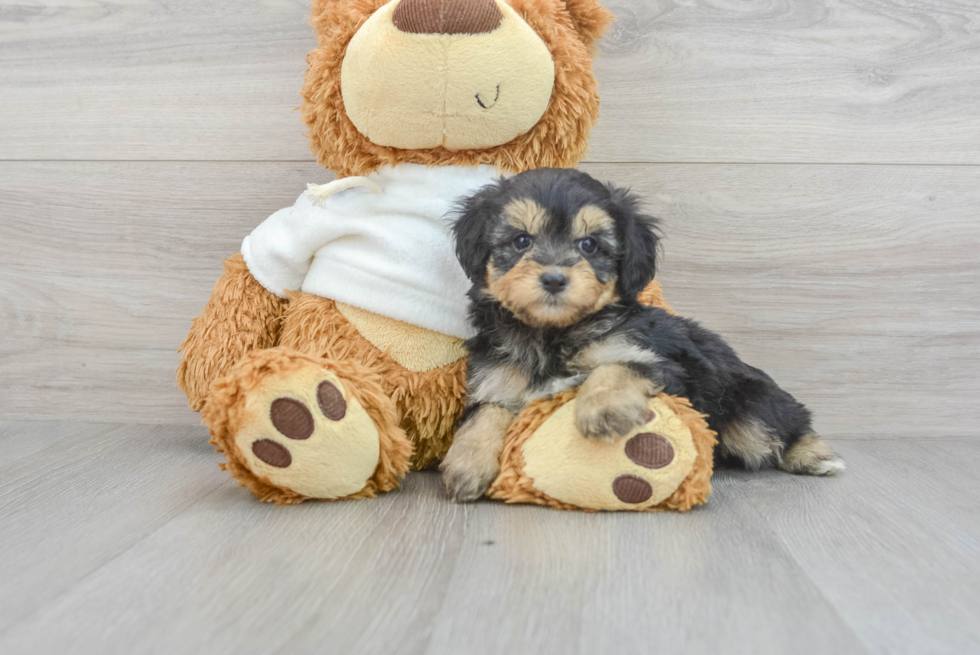 Best Mini Aussiedoodle Baby
