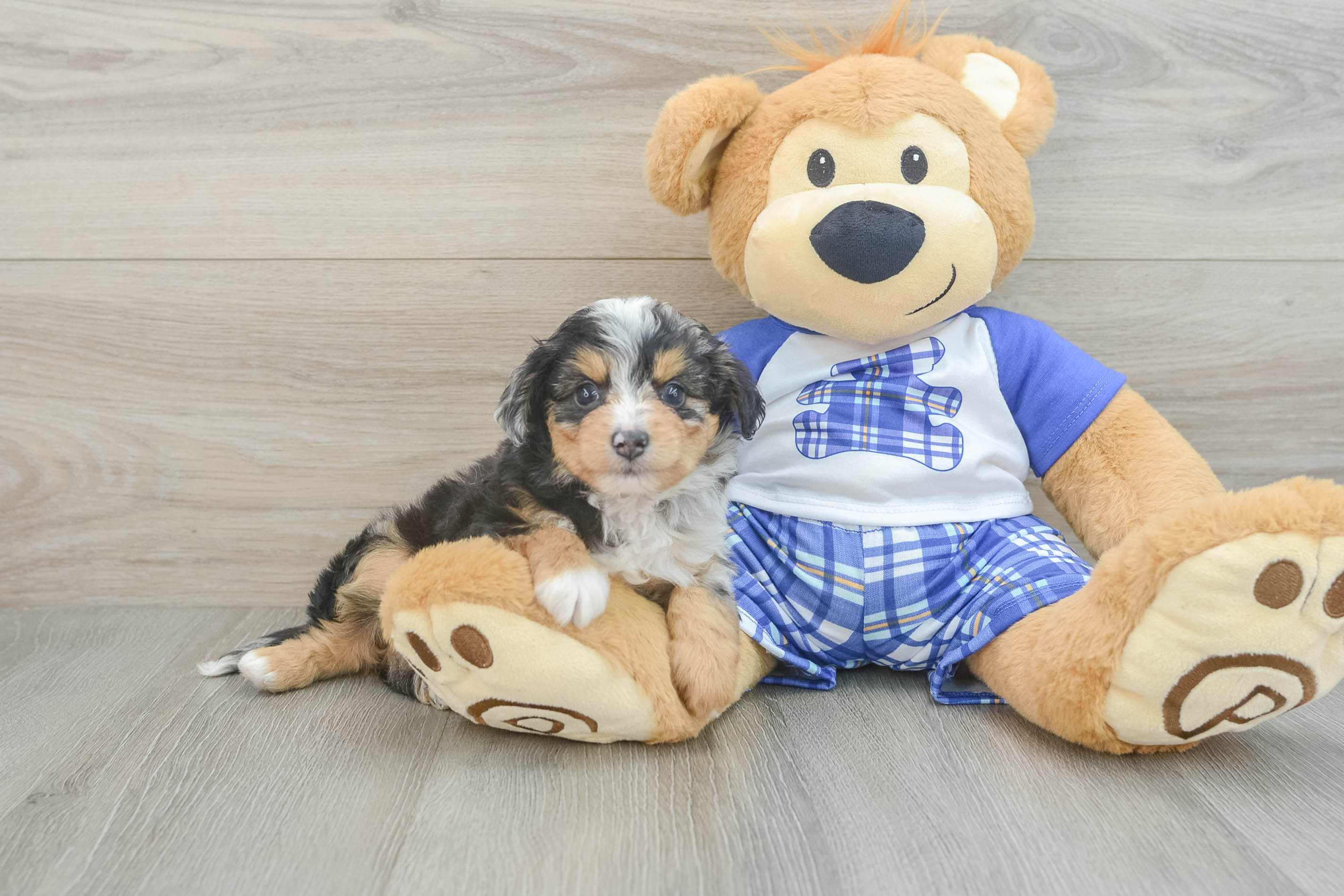 Best Mini Aussiedoodle Baby
