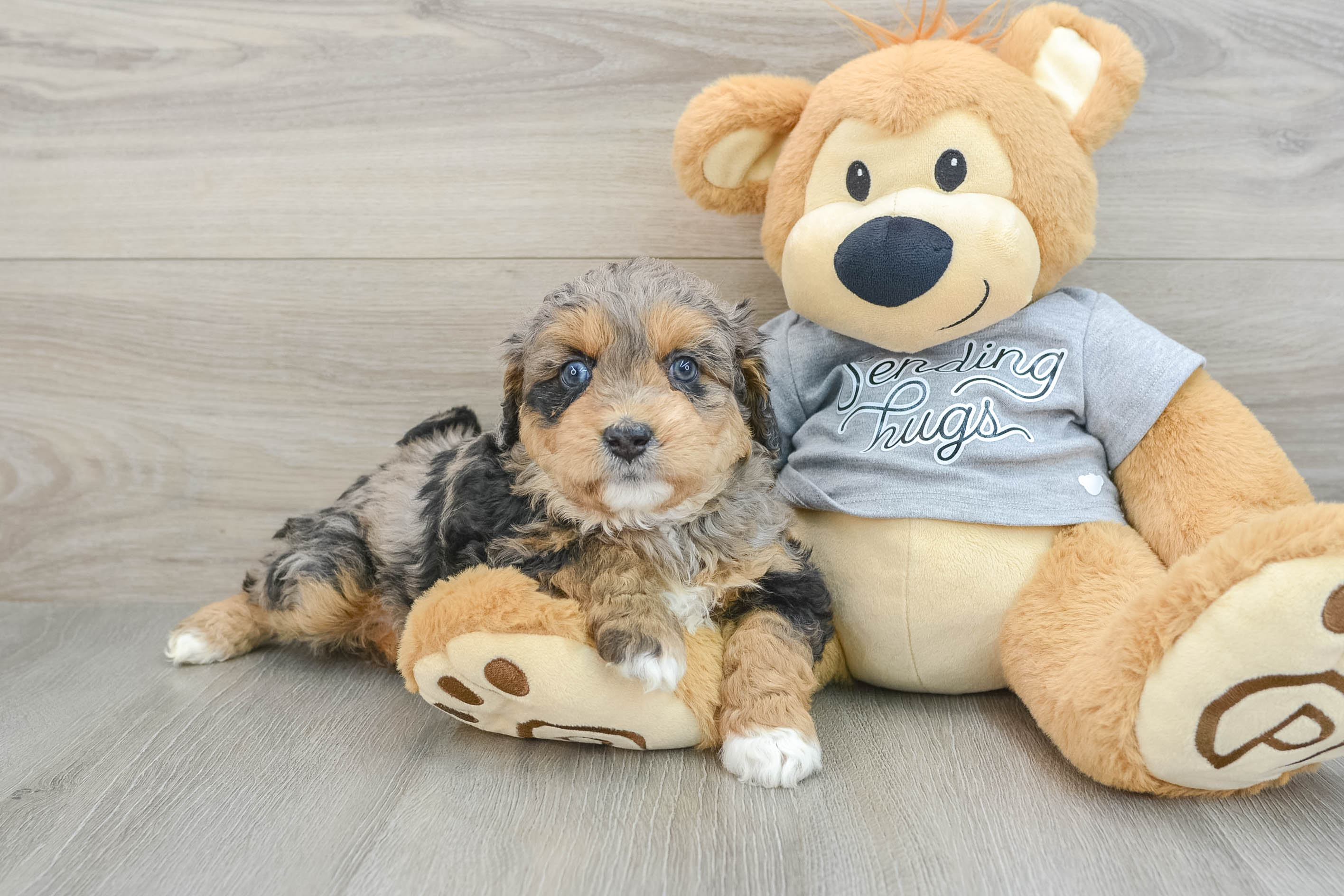 Mini Aussiedoodle Puppy for Adoption