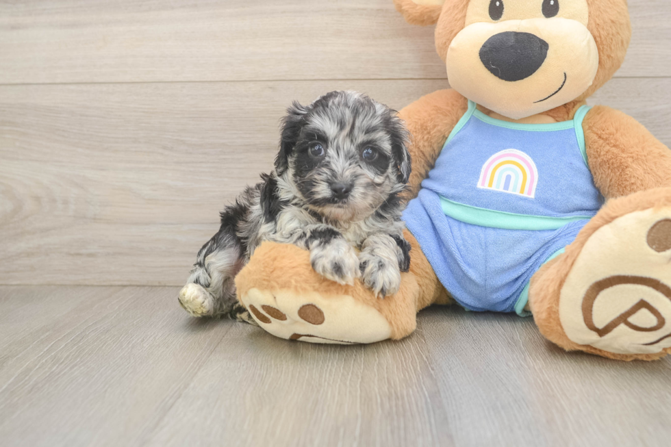 Best Mini Aussiedoodle Baby
