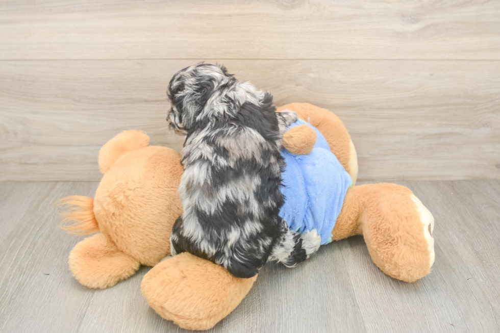 Smart Mini Aussiedoodle Poodle Mix Pup