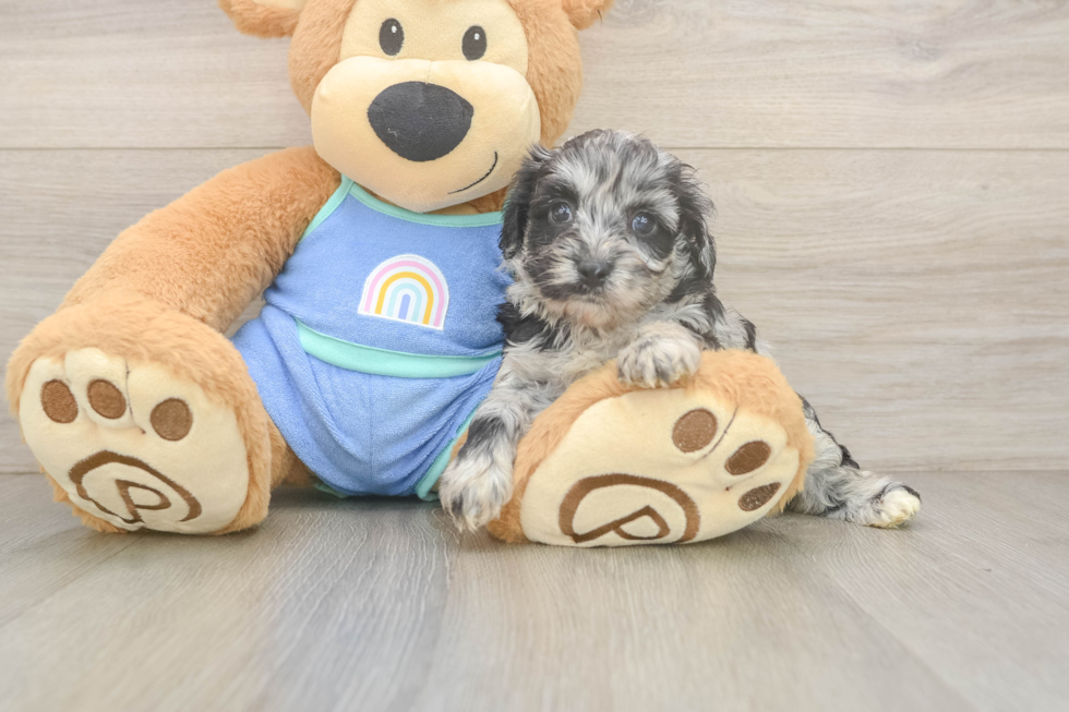 Mini Aussiedoodle Pup Being Cute