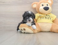 8 week old Mini Aussiedoodle Puppy For Sale - Premier Pups