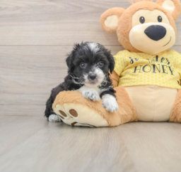 9 week old Mini Aussiedoodle Puppy For Sale - Premier Pups