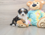 9 week old Mini Aussiedoodle Puppy For Sale - Premier Pups