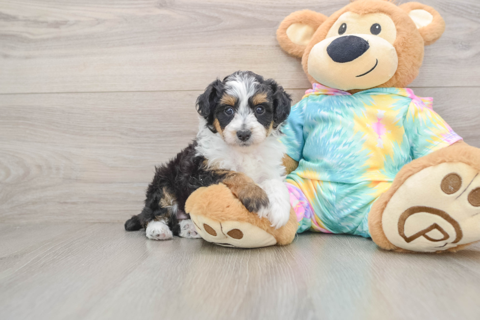 Best Mini Aussiedoodle Baby