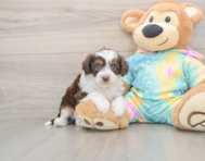 7 week old Mini Aussiedoodle Puppy For Sale - Premier Pups